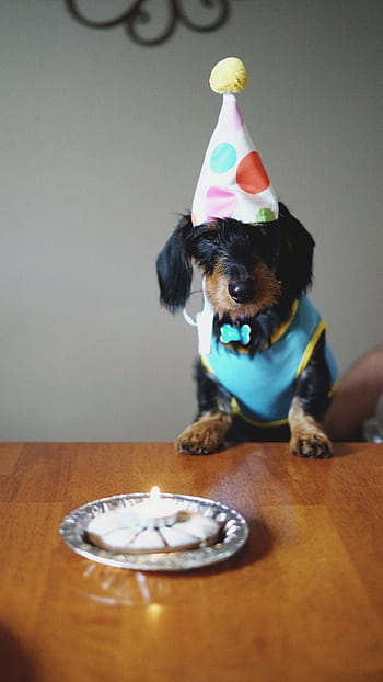 Adorable dog wearing a party hat sitting by birtay treats on a table. HD phone wallpaper