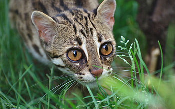 Animals, Grass, Leopard, Muzzle, Wild Cat, Wildcat, Ocelot HD wallpaper