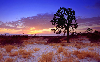 Alone tree, nature, field, tree, sunset HD wallpaper