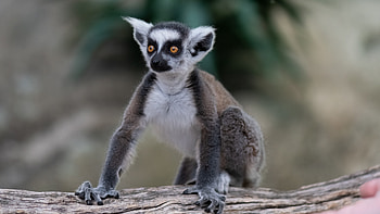 Funny, Animals, Sight, Opinion, Animal, Lemur HD wallpaper