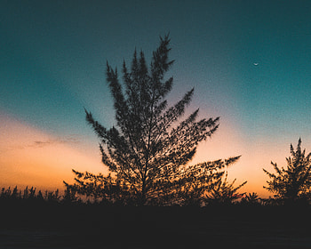 Nature, Sunset, Sky, Twilight, Wood, Tree, Dusk, Outlines, Evening HD wallpaper
