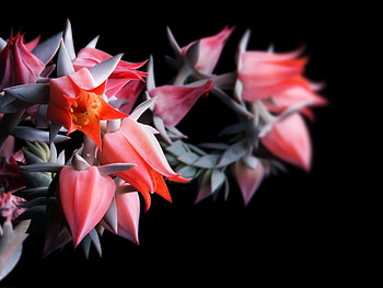 Plants, Flowers HD wallpaper