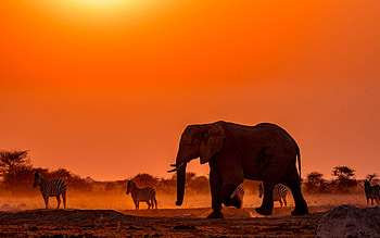elephants, zebras, evening, sunset, wild animals, wildlife, Botswana, Africa HD wallpaper