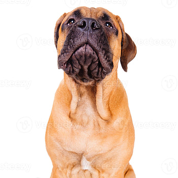 Bullmastiff puppy, Loud barking, Stock , Vecteezy HD phone wallpaper