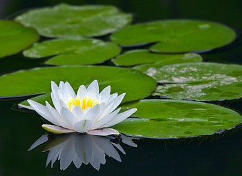 Nature, lily pad, mobile, explore HD wallpaper