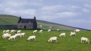 Farm Animals, Animals, farm HD wallpaper