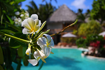 Plumeria by Pool Bora Bora, swimming, island, plumeria, frangipani, tropical, exotic, paradise, beautiful, tahiti, flowers, pool, islands, bora bora, polynesia HD wallpaper