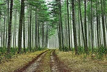 Cedar Tree, Barnbrucher forst, Renaturing project, Wolfsburg HD wallpaper