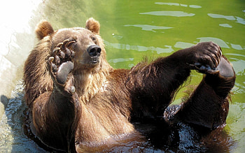 Bear , Air, background, Nature graphy HD wallpaper