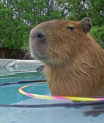 Capybara, pool, animal HD phone wallpaper