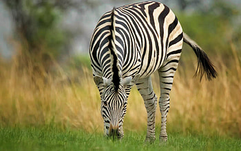 Zebra, animal, stripes, Africa HD wallpaper