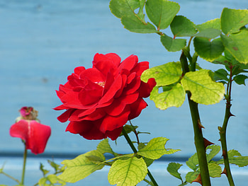Flowers, Flower, Rose Flower, Rose, Petals, Bud HD wallpaper