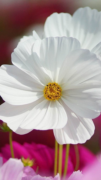 Flower, White Petals HD phone wallpaper