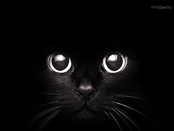 Magic eyes, sweet, kitten, black, cat, feline, pet, eye HD wallpaper