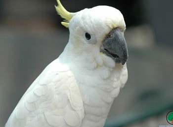 adi, birds, animals HD wallpaper