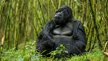 Rwanda travels, Gorilla trekking, African safaris, Natural World Safaris HD wallpaper