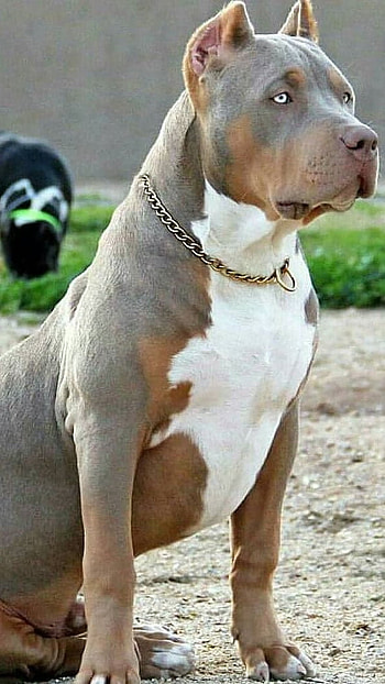 American Bully, Pitbull Merle, dog breeds HD phone wallpaper