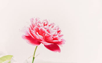Close-up of a vibrant pink flower with soft petals on a light background. HD wallpaper