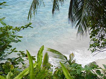 Nature, Sea, Branches HD wallpaper