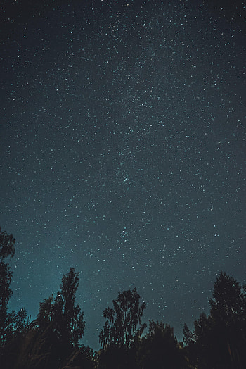Trees, Night, Dark, Starry Sky HD phone wallpaper