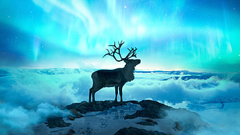 Northern lights, Reindeers HD wallpaper