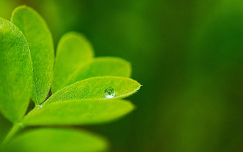 Background, Plant, Macro, Sheet, Leaf, Greens HD wallpaper