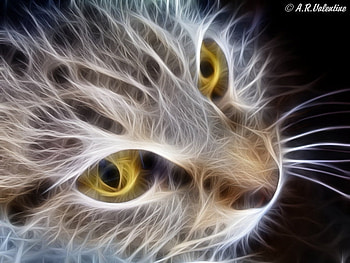 The Cat's Face, cats, nature, fractal, animals HD wallpaper