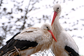 White stork, Elegant creature, Soaring high, Natural habitat HD wallpaper