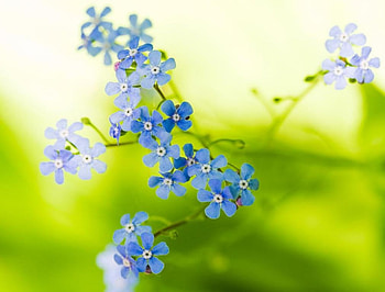 JUST A KISS OF BLUE, miniature blooms, lime green, graphy, blues, flowers, backgrounds HD wallpaper