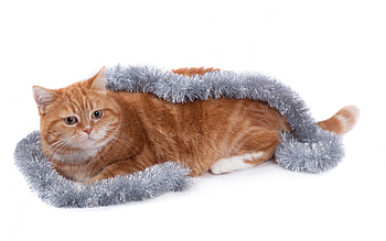 Christmas cat, christmas, cat, tabby, feline, orange HD wallpaper