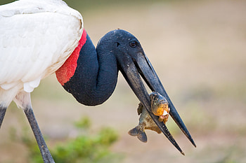 Jabiru, Fish-catching prowess, Nature's hunter, Burrard Lucas capture HD wallpaper