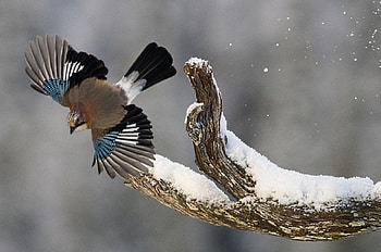 Eurasian Jay, flight, wings, moves, spread HD wallpaper