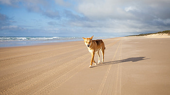 Fraser Island indigenous name, Australian geographic, Travels, Revert HD wallpaper