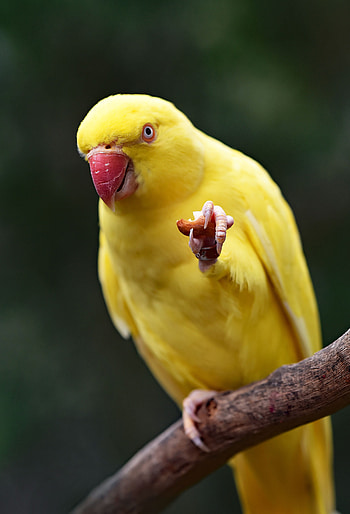 Animals, Parrots, Bird, Beak HD phone wallpaper