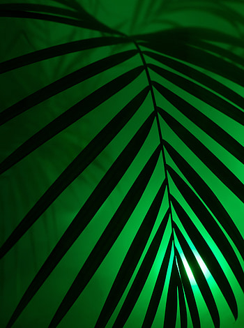 Dark, Shine, Light, Palm, Sheet, Leaf, Neon HD phone wallpaper