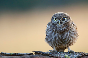 Little Cute Owl , owl, birds, cute HD wallpaper