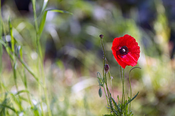 *** Poppy ***, poppy, flower, red, nature, flowers HD wallpaper