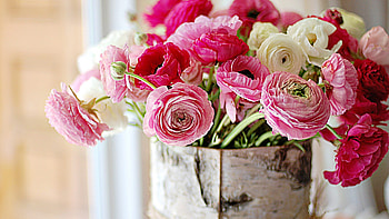 Ranunculus, Flower Bouquet HD wallpaper