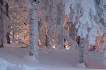 dawn in the woods, winter, dawn, woods, snow, nature HD wallpaper