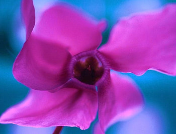 flower, the lady who loves pink, flowers HD wallpaper