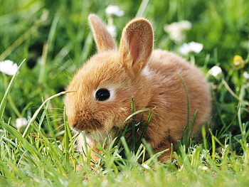 Animals, Rabbits HD wallpaper