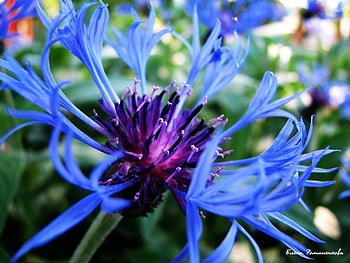Plants, Flowers HD wallpaper