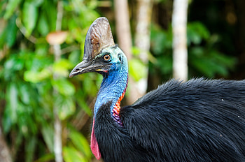 Florida cassowary attack, Deadly bird encounter, Tragic human fatality, Washington Post coverage HD wallpaper