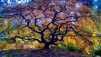 Japanese gardens, Seattle Washington, fall, tree, leaves, sunlight, autumn, colors, usa HD wallpaper