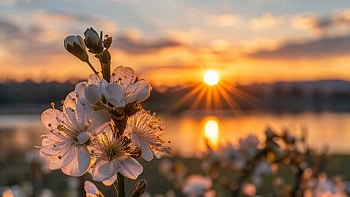 Blooming Spring Sunset —, Flower HD wallpaper
