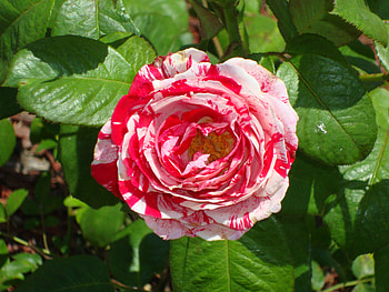 Candy Cane Rose 2, rose, candy cane, florida, flower HD wallpaper