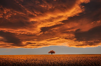 Serene landscape with a single tree against a dramatic orange twilight sky. HD wallpaper
