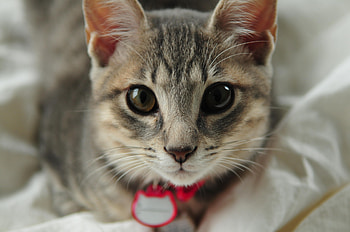 Animals, Cat, Muzzle, Sight, Opinion, Collar HD wallpaper