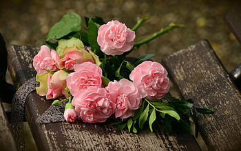 Flowers, Pink, Carnations, Bouquet HD wallpaper