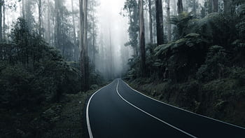 A fog-shrouded road winds through the dense forest of Fernshaw, Victoria, Australia, creating a mysterious atmosphere. HD wallpaper